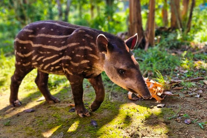 4 Days Manu Park Tour - Key highlights you should care about