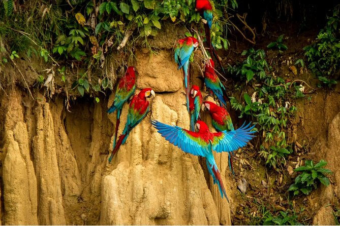 4 Days Manu Park Tour - The Paucartambo to Acjanaco pass morning: your first Amazon reveal
