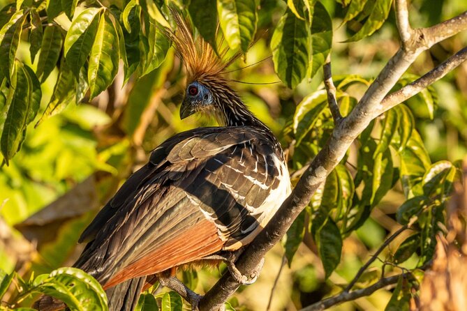 4 Days Manu Park Tour - Atalaya and the Alto Madre de Dios River: lunch with jungle rhythm
