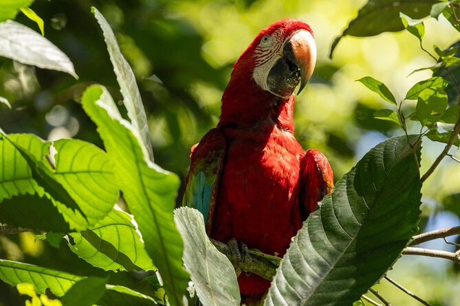 4 Days Manu Park Tour - Day 2 at Manu National Park: macaw clay licks and Caiman Lake