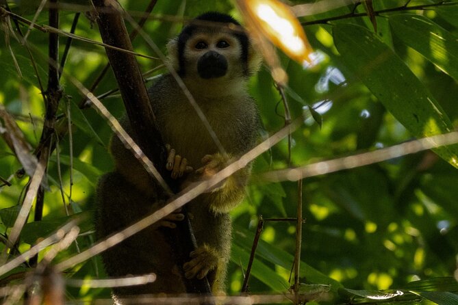 4 Days Manu Park Tour - Day 3: a private reserve hike plus a rainforest mountain climb