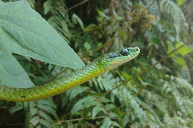 5 - Days Manu Jungle Tour with Hot Springs and Falls - What you actually get at the ecolodge (and why it matters)