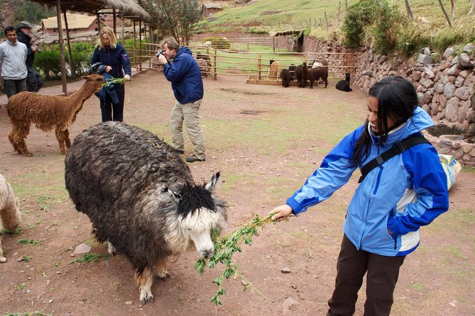 6 Days Exploring Cusco, Sacred Valley & Machu Picchu - Transfers, train, and pickup: how you stay out of the “logistics stress”