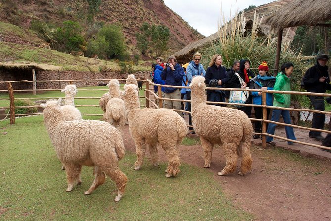 6 Days Exploring Cusco, Sacred Valley & Machu Picchu - Price and value for $975: where the budget goes