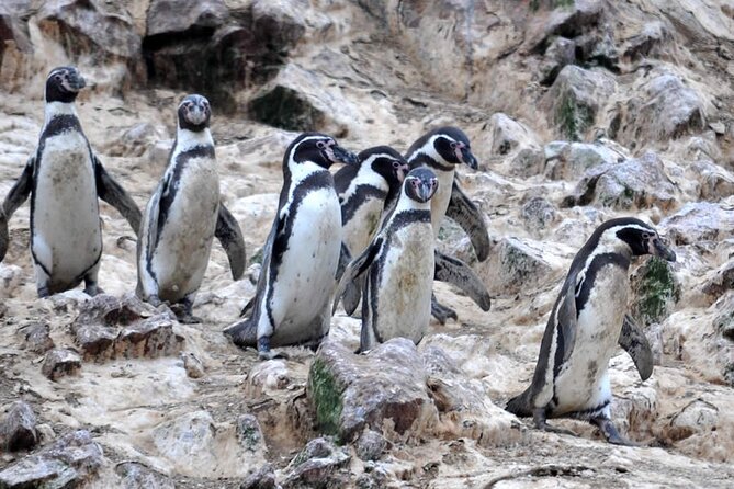 7-Hours Tour in Paracas National Reserve with Pickup - Ballestas Islands on a two-motor speedboat: wildlife first, facts along the way