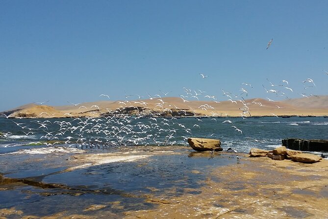 7-Hours Tour in Paracas National Reserve with Pickup - Guide quality and narration: why bilingual explanations are a big deal