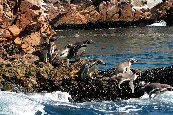 7-Hours Tour in Paracas National Reserve with Pickup - Price and value: what $38 buys in Paracas for tickets and two big sections