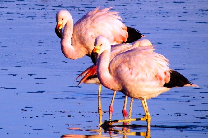 8-Hours Tour in Arequipa Laguna de Salinas with Pick-up - Optional thermal wells: a warm break with an extra entry cost
