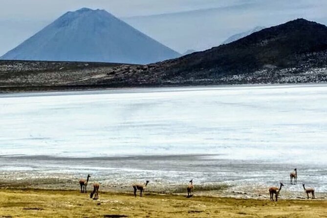 8-Hours Tour in Arequipa Laguna de Salinas with Pick-up - The long reserve drive: why the ride quality shapes the whole day