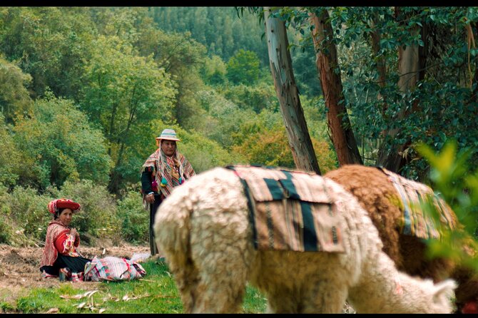 Alpaca Walk & Natural Dye Tour: A Memorable Full Day Experience - Walking With Your Own Alpaca in Cusco’s Sacred Valley