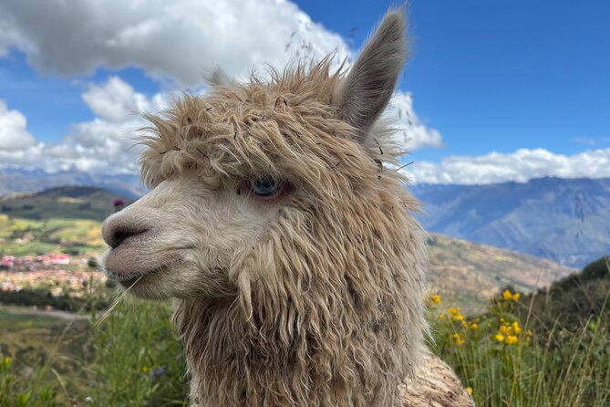 Alpaca Walk over the Sacred Valley of the Incas from Cusco - Who this Sacred Valley alpaca walk suits best