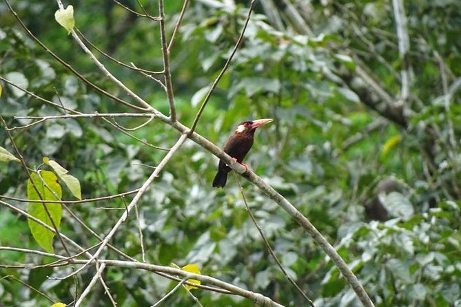 Amazing Jungle 3Days 2Nights - Amazon Wonder Expeditions - Day 1 dolphin time and piranha fishing: what to expect and how to enjoy it