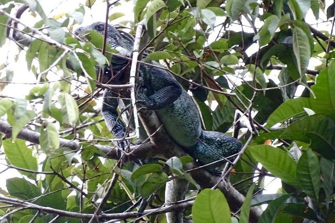 Amazing Jungle 3Days 2Nights - Amazon Wonder Expeditions - Day 2: Monkey Island primates, Yanayacu blackwater, and the jungle of mirrors