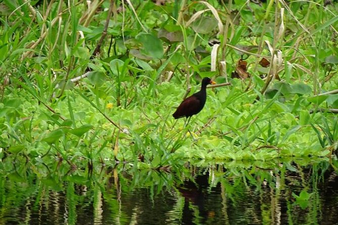 Amazing Jungle 3Days 2Nights - Amazon Wonder Expeditions - Day 2 night canoe on a blackwater lake: sounds, caimans, snakes, and electric eel
