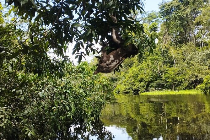 Amazing Jungle 3Days 2Nights - Amazon Wonder Expeditions - Day 3 at 5:30 am: blackwater birding for Hoatzin and your final ethnobotanical walk
