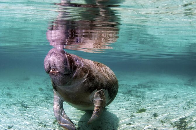 Amazon Rescue Center - Manatees Conservation Center Admission Ticket - Key highlights to know before you go