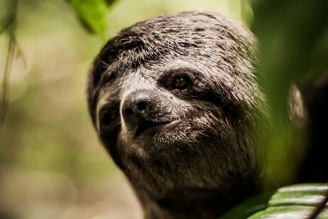 Amazon Rescue Center - Manatees Conservation Center Admission Ticket - Getting there from Iquitos: tuk tuk or bus, and how to plan your day