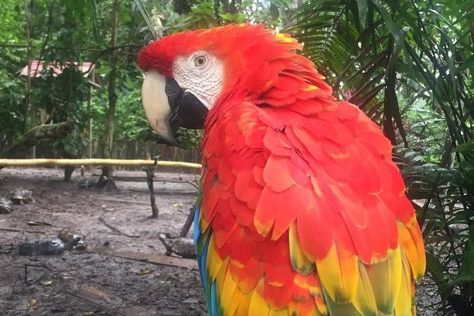 Amazon Rescue Center - Manatees Conservation Center Admission Ticket - What it feels like with the right guide (and why language matters)