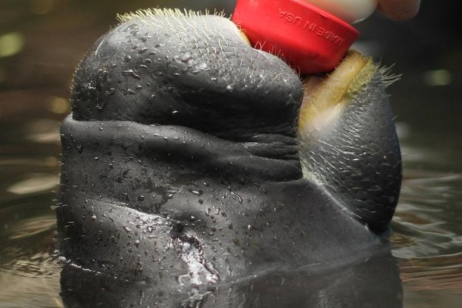Amazon Rescue Center - Manatees Conservation Center Admission Ticket - The hour-long visit: how the walk through the forest is set up