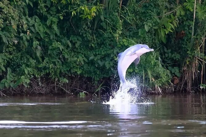 Amazon Wildlife Excursions 2/ Days /1 night - Day 1 Main Stops: Alligators, Turtles, Herons, and Monkey Island
