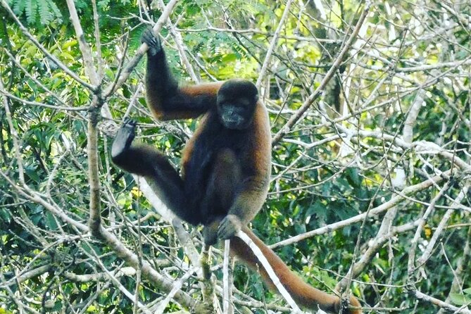 Amazon wildlife explorations 3 days 2 night - Key things to know before you go