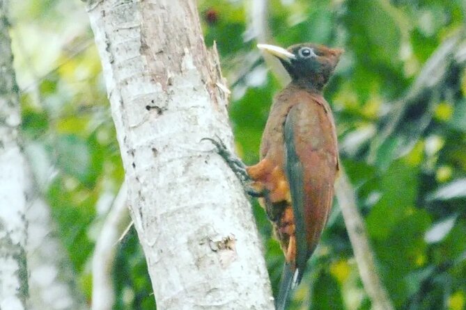 Amazon wildlife explorations 3 days 2 night - Amazon wildlife in Iquitos, with a real jungle base at Payorote