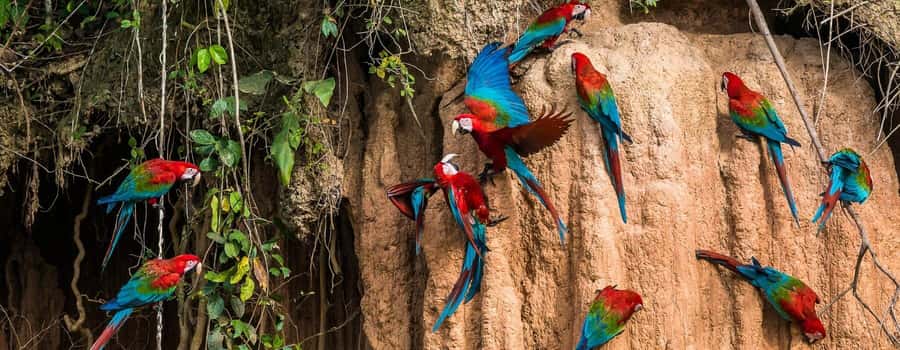 Amazonas Manu Cultural Zone 4 Days / 3 Nights - Manu in the Cusco region: a different kind of Amazon trip