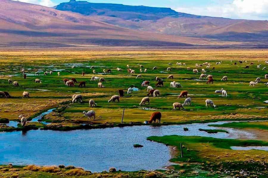 Arequipa: 1-Day Colca Canyon + Thermal Baths Tour - Getting to Chivay: hotel pickup, breakfast, and a guided game plan