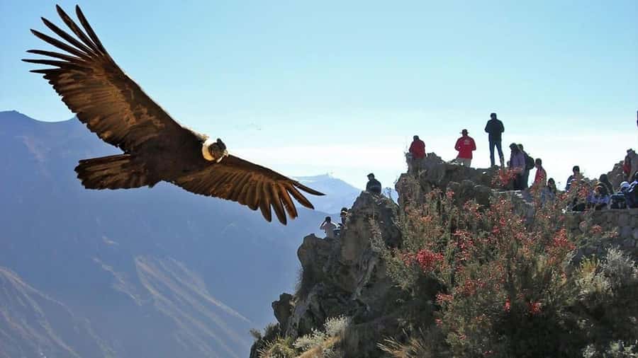 Arequipa: 2-Day Colca Canyon Classic Tour return to Arequipa - Why the Colca Canyon condors are worth the early start
