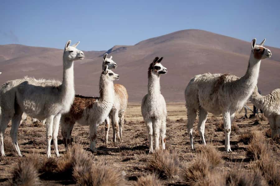Arequipa: 2-Day Colca Canyon Classic Tour return to Arequipa - Price and logistics: the real cost of doing it comfortably