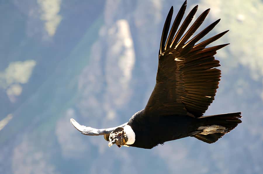 Arequipa: Full Day Colca Canyon Tour Roundtrip from Arequipa - Key points worth knowing