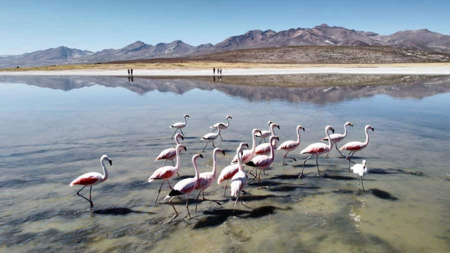 Arequipa: Full-Day Tour to Salinas Salt Lake - The Big Question: Is It Good Value for $22?