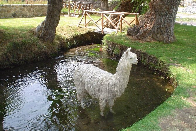 Arequipa Panoramic Bus Tour - Incalpaca Outlet and Zoo: camelids and a more commercial side of the day