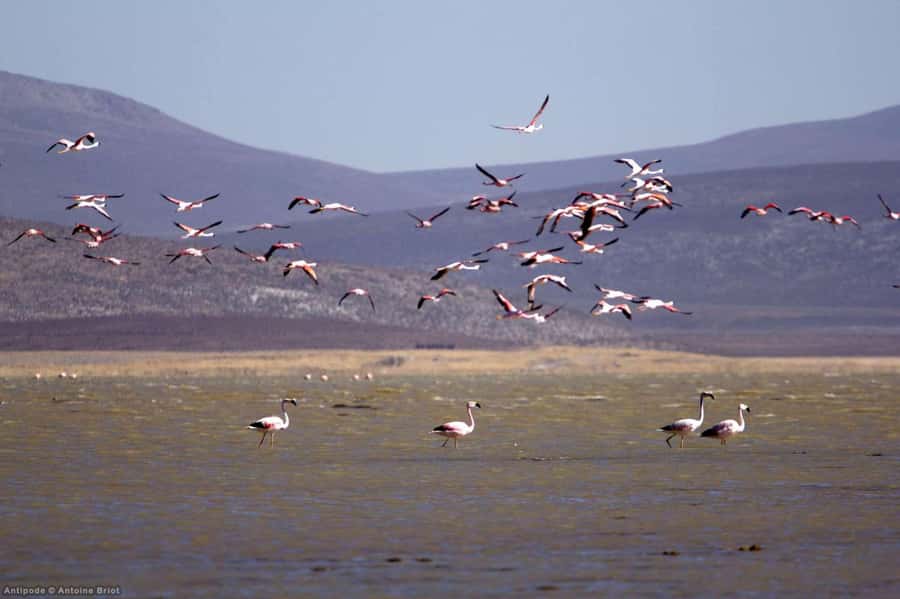 Arequipa: Salinas Lagoon Tour Offer Price - Entering Salinas y Aguada Blanca: Water Mirrors, Flamingos, and Camelids