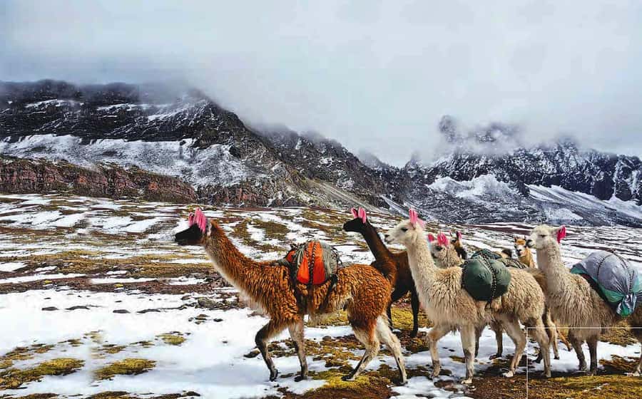 Arrive before the crowd to the Mountain in private service - Who should book this private Rainbow Mountain day