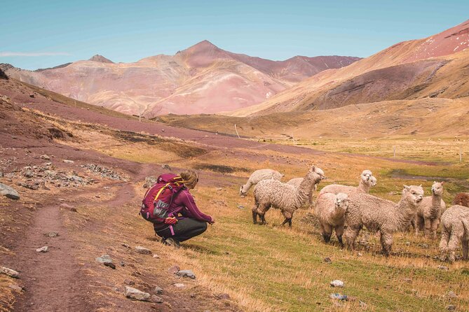 Ausangate Trek And Rainbow Mountain 5 Days - All Inclusive - Day 4: Palomani Pass offering, green pampa lunch, and Qampa camp views