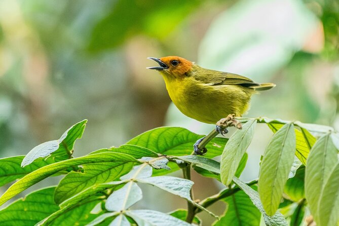 Aventuras Inolvidables en el Parque Nacional del Manu: - Key Things That Make This Manu Trip Worth Your Time