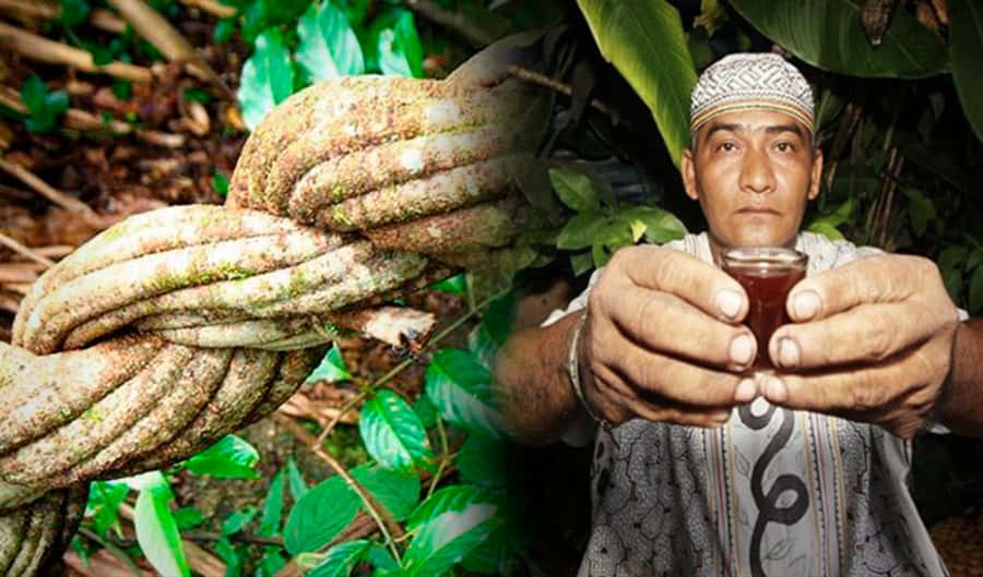 Ayahuasca Ceremony 1 Day in Cusco - San Pedro Wachuma in the Cusco region, what this experience really is
