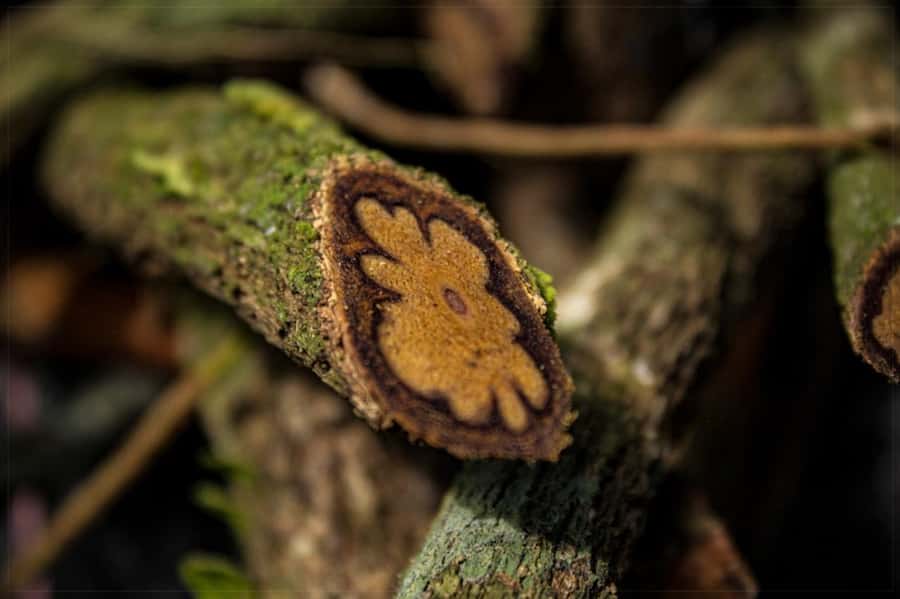 Ayahuasca Ceremony 1 Day in Cusco - Getting there: pickup, Pisac time, and that rustic overnight