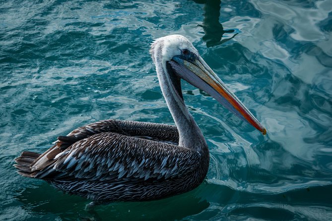 Ballestas island & Paracas reserve from PISCO CRUISESHIP TERMINAL - The short break after the islands, use it well
