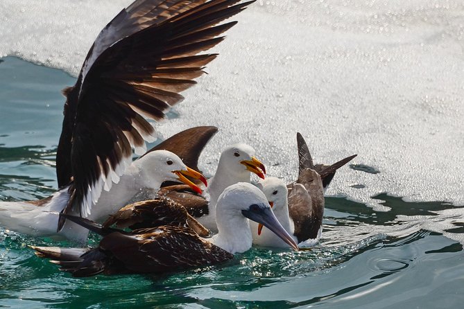 Ballestas island & Paracas reserve from PISCO CRUISESHIP TERMINAL - Who should book this Ballestas and Paracas combo