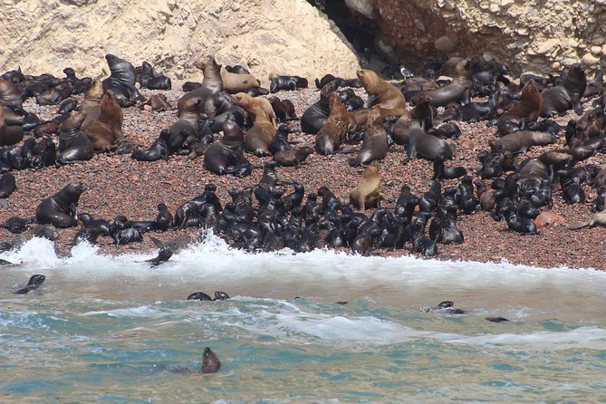 Ballestas Island Tour Sightseeing Boat - Las Islas Ballestas: Where the Birds and Sea Lions Do the Talking