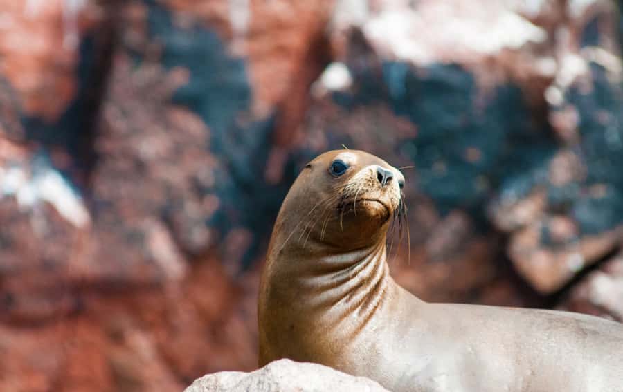 Ballestas Islands and Huacachina Oasis Half-Day Tour - Vineyard visit and Pisco tasting in Ica: more than a sip