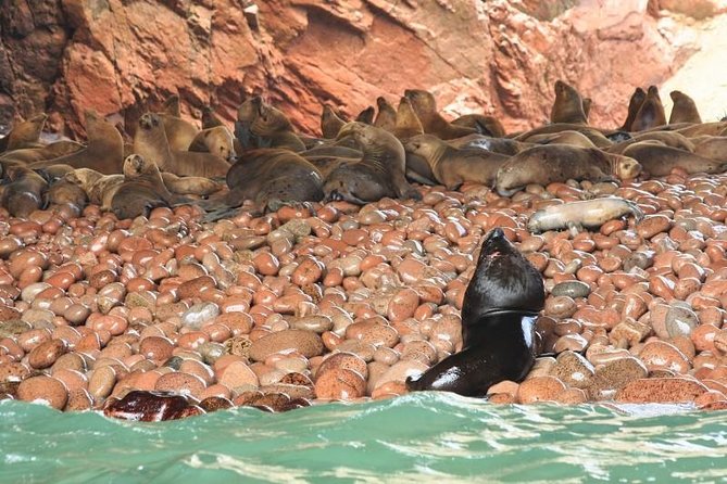 Ballestas Islands and Paracas National Reserve Day Trip from Paracas - Morning boat ride: the sea lions, birds, and Humboldt penguins show up fast