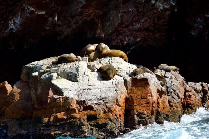 Ballestas Islands and Paracas National Reserve Day Trip from Paracas - Time on the islands: how to get the most out of a 2-hour window