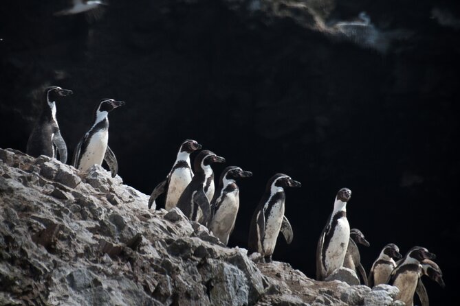 Ballestas Islands and Paracas Reserve Expedition from Ica group - Lunch reality check: fresh food sounds great, so plan your budget
