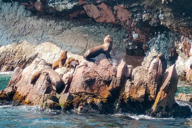 Ballestas Islands excursion from Paracas - Stop 2: Ballestas Islands for Humboldt penguins and sea lions