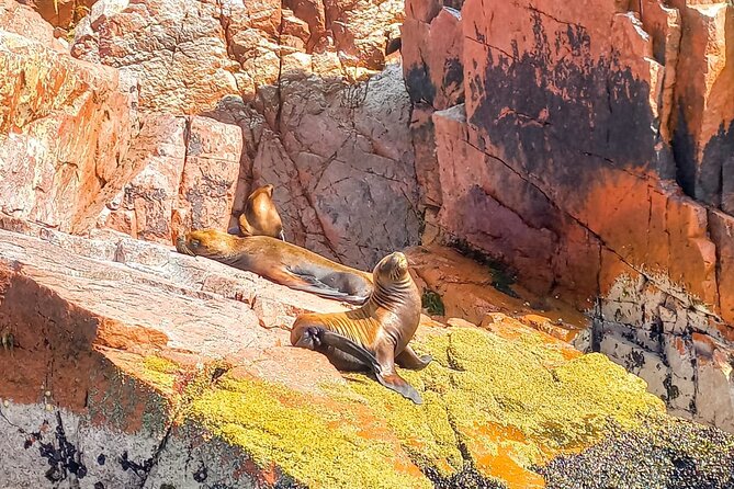 Ballestas Islands excursion from Paracas - How the timing keeps the ride from feeling exhausting