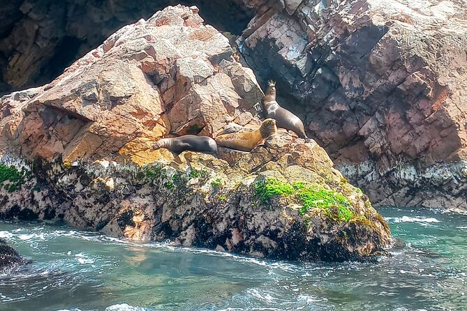 Ballestas Islands excursion from Paracas - What’s included, and what you need to bring