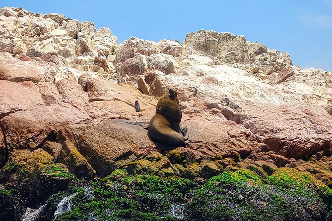 Ballestas Islands excursion from Paracas - Group size, guide vibe, and why Meet Peru feels organized